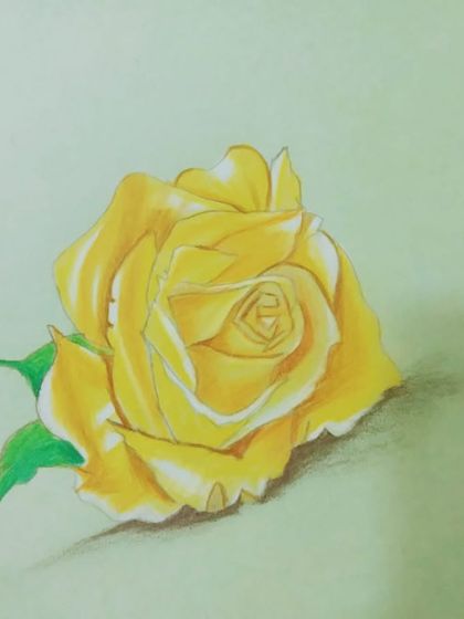 A beautiful yellow rose drawn with color pencils, showing how to create soft, delicate petals.
