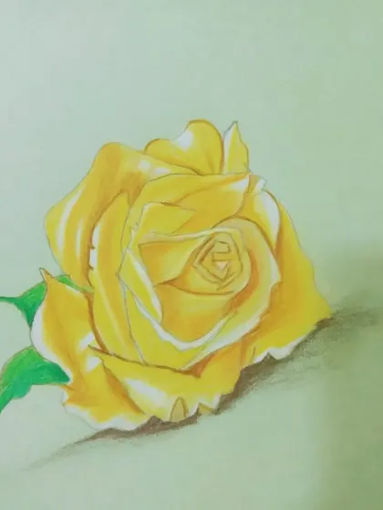 A beautiful yellow rose drawn with color pencils, showing how to create soft, delicate petals.