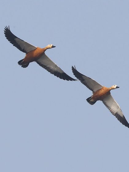 Waders, Ducks & Waterbirds photo 23