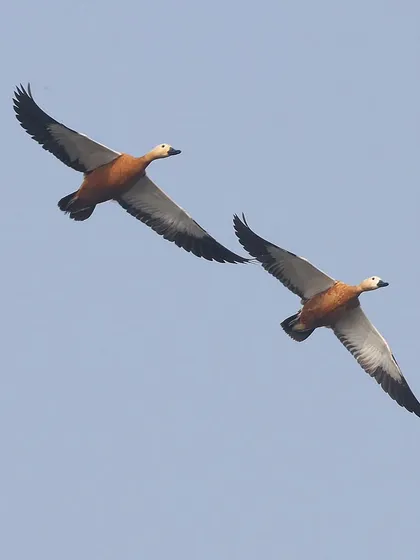 A pair of Ruddy Shelducks, also known as the Brahminy Duck in India, in flight. I was delighted to see a flock of dozens of these migratory birds on a winter morning in Mumbai.