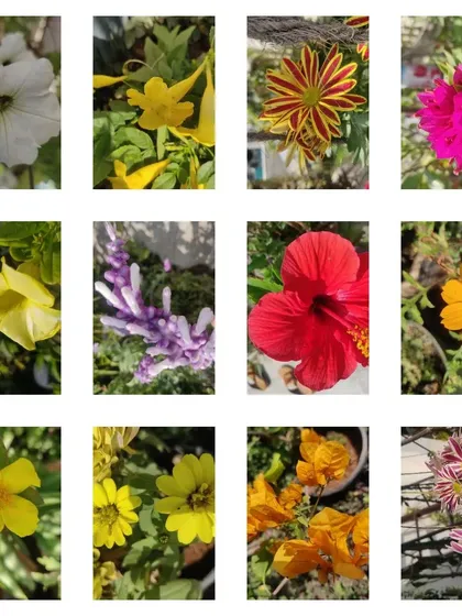 A duplicate of the sun-loving flowers collage.