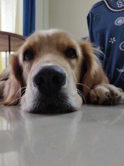 PL Paws - Animal Rescue & Rehabilitation Happy Tails: Our Adoption Stories photo 50