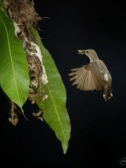 This series documents the nesting of a Purple-rumped Sunbird in my own backyard. It was a privilege to watch the mother bird tirelessly feed her chicks until they successfully fledged the nest.