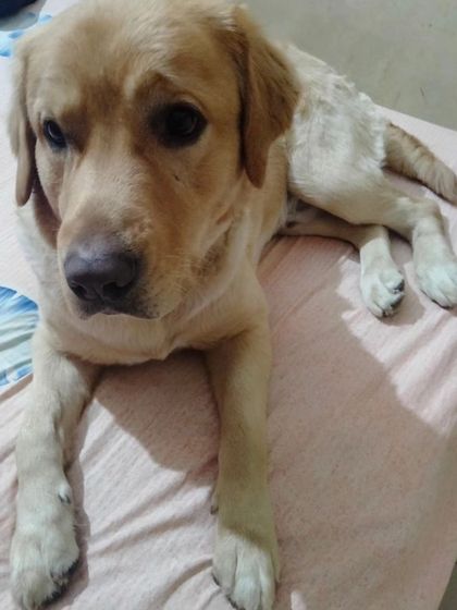 A close-up of Simba the Labrador, looking calm and happy while relaxing on the bed.