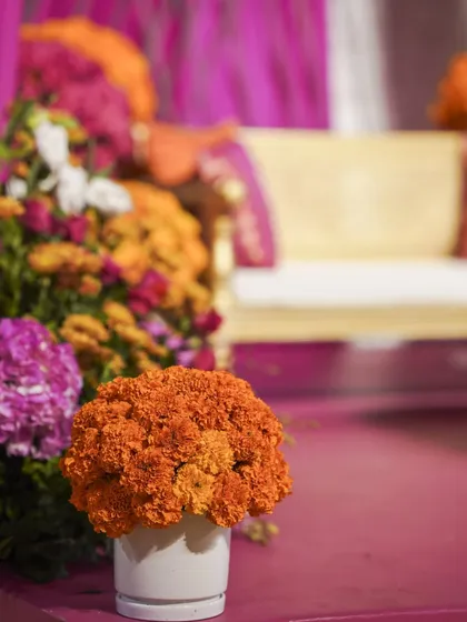 A simple yet beautiful detail of a bunch of orange marigolds in a white vase, with the colorful Mehendi seating blurred in the background.
