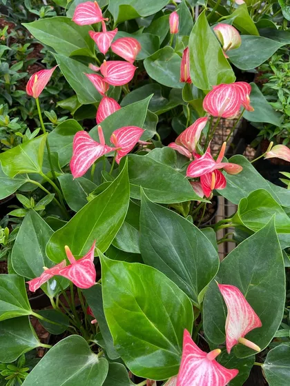 New stock of pink Anthuriums has arrived at our Vidyaranyapura branch. Their heart-shaped flowers are a symbol of hospitality.