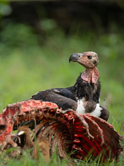 A Red-headed Vulture at a carcass, performing its vital role as a cleanup crew in the ecosystem.
