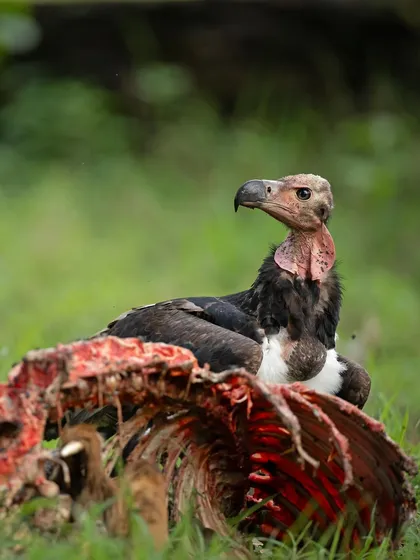 A Red-headed Vulture stands over a carcass, a stark and powerful reminder of its vital role as nature's clean-up crew.