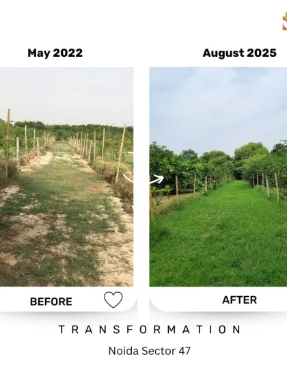 A pathway transformed at our Noida Sector 47 site. Consistent watering, mulching, and maintenance by our dedicated team are the secrets behind turning these barren lands into thriving green corridors.