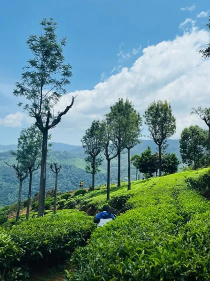 Another perspective of the beautiful tea estates. The scale and symmetry of the plantations are truly a sight to behold.