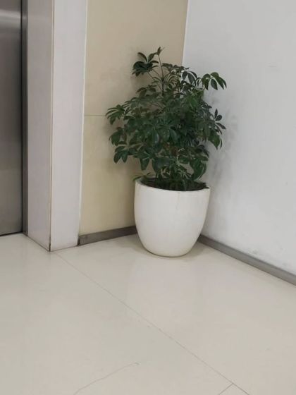 Corporate & Office Plantscaping photo 11