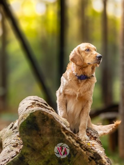 Another angle of Asher on the log, looking thoughtfully into the distance. The soft, wooded background creates a beautiful, painterly effect.