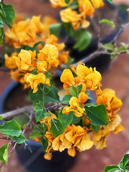 A sunny yellow Bougainvillea in a pot, showing how adaptable these plants are for container gardening on patios and balconies.