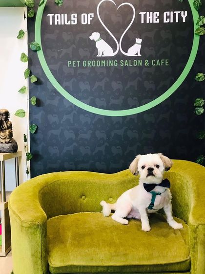 Tails of the City - Pet Spa & Creative Styling Our Happy Pack: Client Gallery photo 17