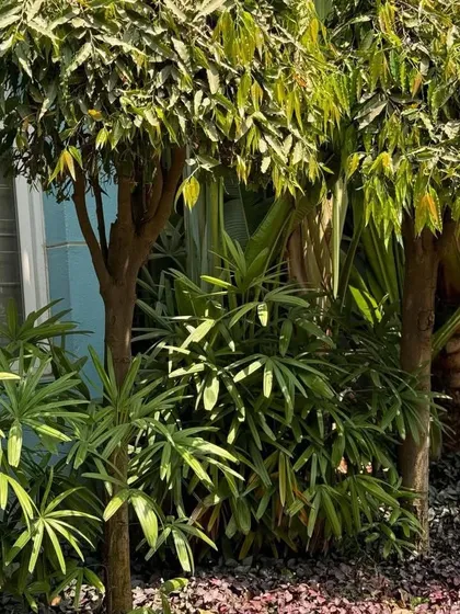 Sunlight filters through the leaves of trees and shrubs, creating a peaceful, dappled light effect in this dense garden planting.