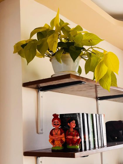 A bright Neon Pothos is a great way to add a pop of color to a high shelf. Its vibrant leaves stand out and bring a cheerful energy to the room.