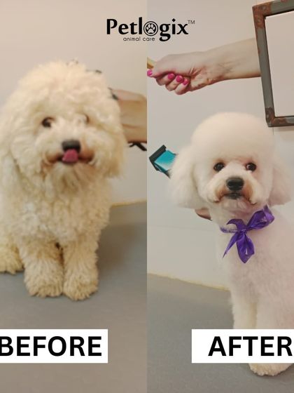 From a fluffy cloud to a perfectly coiffed pup. This makeover highlights our skill in shaping and styling, giving this dog a fresh, clean, and adorable new look.