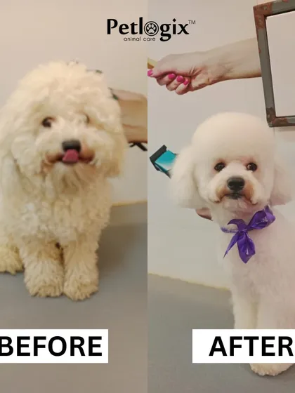 From a fluffy cloud to a perfectly coiffed pup. This makeover highlights our skill in shaping and styling, giving this dog a fresh, clean, and adorable new look.