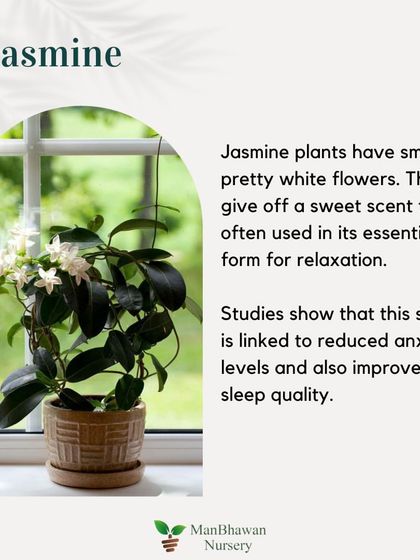Jasmine plants have small, pretty white flowers with a sweet scent that is often used for relaxation. Studies show this scent is linked to reduced anxiety and improved sleep quality, making it perfect for the bedroom.