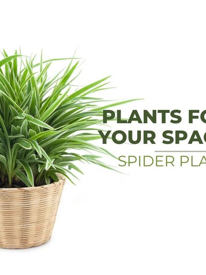 Treemendous - Interior & Exterior Plantscaping Meet Our Favorite Plants photo 5