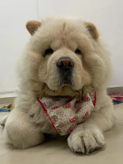Look at that fluff. This gorgeous Chow Chow is all smiles after a full spa day with us. We specialize in handling double-coated breeds, ensuring they leave feeling fresh, comfortable, and looking their absolute best.