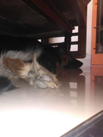 Furever Safe - Pet Boarding & Day Care Additional Guest Diaries photo 12