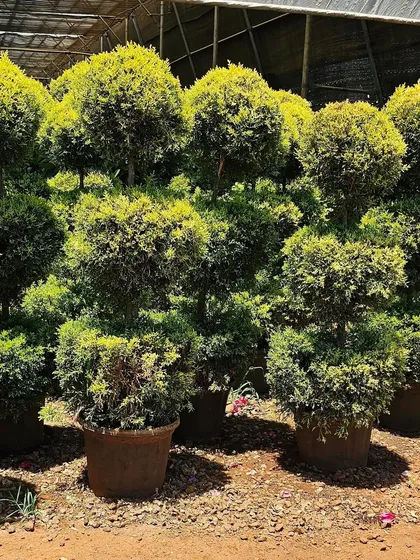 This is the 'before' shot of the Juniper plants I work on. I source healthy, full plants like these from the best farms to ensure they are ready for sculpting and will thrive in their new home.