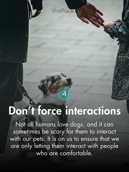 The Pack - Online Pet Parent Community A Voice for Every Dog photo 37