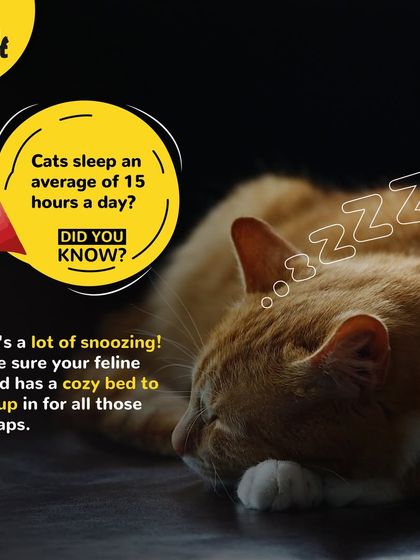 Cats sleep an average of 15 hours a day. That's a lot of snoozing. Make sure your feline friend has a cozy bed to curl up in for all those important catnaps.