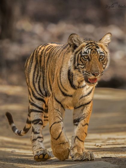 Another beautiful cub of Arrowhead. The eye contact is what makes this frame. My gear ensures that even with a moving subject, the eyes remain perfectly in focus.