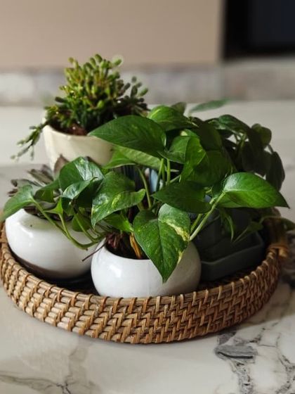 A round rattan tray is a stylish way to display a collection of small potted plants. This arrangement of succulents and pothos makes a beautiful, portable centerpiece for a coffee table or dining table.