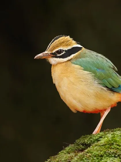 An Indian Pitta, also known as the "Navrang," meaning nine colors, pauses for a moment on its mossy perch.