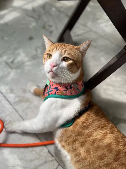 Jarvis is a great example of a cat who has learned to love his harness. This allows him to have safe, supervised time outdoors, which is fantastic mental and physical stimulation.