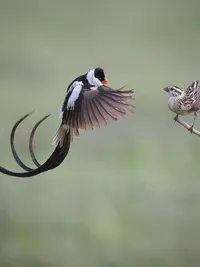 Wildlife Photography