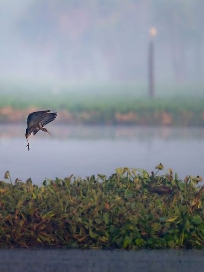 A bird hunting in the misty Surajpur Bird Sanctuary. The pre-winter fog adds a layer of mystery to the scene, typical of the changing seasons in the sanctuary.