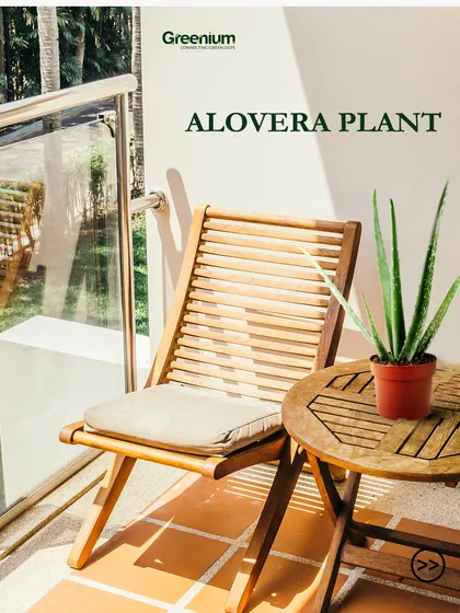 Aloe Vera is not only a beautiful succulent but also incredibly useful. It thrives in sunny spots on a balcony and its gel has well-known soothing properties.
