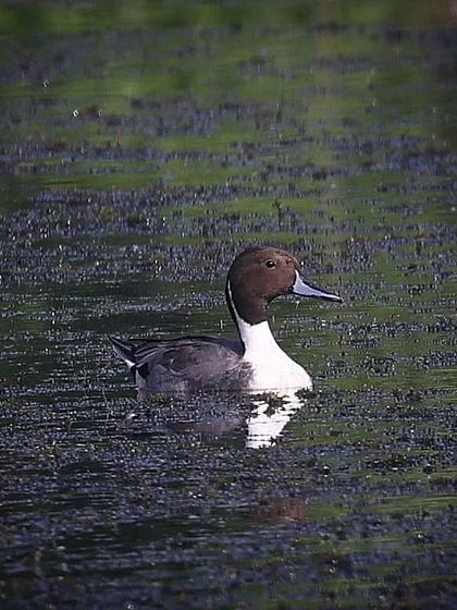 Waders, Ducks & Waterbirds photo 45