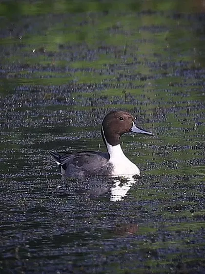 A Northern Pintail, a beautiful duck species, stands out with its chocolate-brown head and crisp white neck. This breeding male was a distinct figure among a flock of other ducks in India.