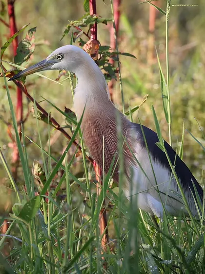 A Javan Pond Heron in breeding plumage, spotted during an early morning walk in the green fields of Bali, Indonesia. Its striking colors are a beautiful sight against the lush grass.