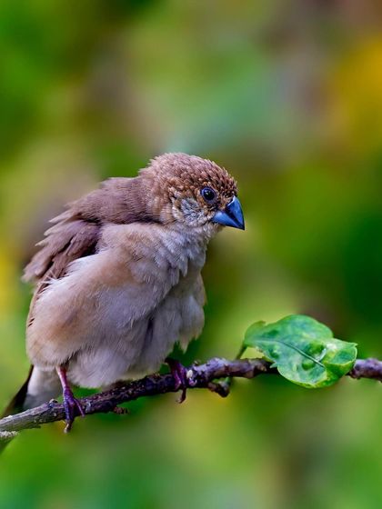 An Indian Silverbill is perched on a small branch with a single green leaf. The simple, clean composition highlights the small bird's delicate and fluffy appearance.