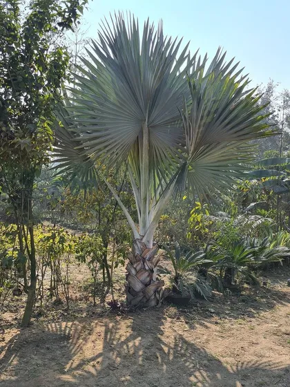 The Bismarckia Palm is a true statement piece for any high-end landscape. I source and supply these magnificent specimen palms that create an immediate sense of luxury and tropical elegance.