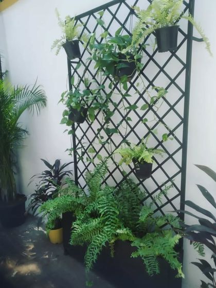 Indoor & Vertical Plant Styling photo 6