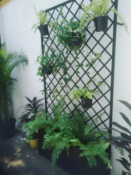 A closer look at a trellis installation for a dear client. We've used a mix of ferns and climbers in hanging pots to start this vertical garden, which will fill out beautifully over time.