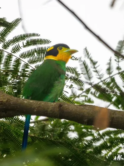 The Long-tailed Broadbill, also known as the Helmet Bird, is a jewel of the Eastern Himalayas. Its vibrant green body, yellow face, and long blue tail are truly unique.