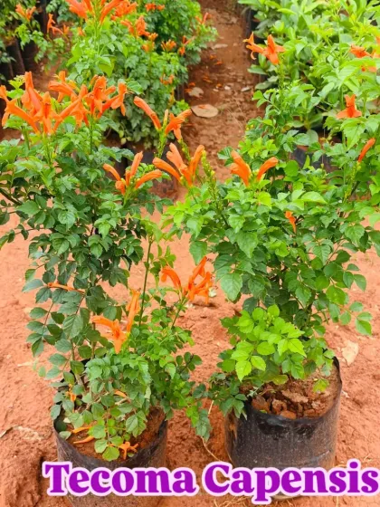 Tecoma Capensis, a hardy shrub that produces beautiful orange trumpet-shaped flowers.