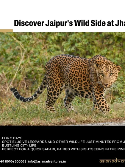 A leopard pauses on a path in Jhalana Leopard Reserve, right on the outskirts of Jaipur. We offer unique urban wildlife safaris that showcase how these adaptable cats thrive close to human settlements.