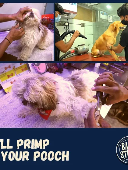 This collage shows key parts of our grooming service. We cover everything from careful ear cleaning and hair trimming to professional blow-drying and precise nail clipping.