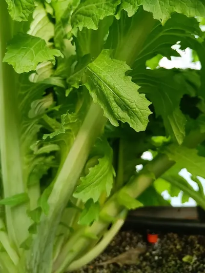 A collection of our various leafy greens and herbs, showcasing their lushness and health.
