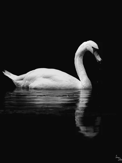 A classic low-key portrait of a Mute Swan at Swan Lake, Singapore. The black and white conversion enhances the elegant curves and bright white feathers against the dark water, creating a timeless and graceful image.