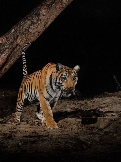 On Safari With Me: Behind the Lens photo 15